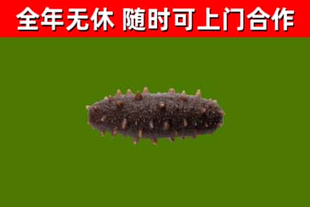 肇州县烟酒回收干海参.jpg